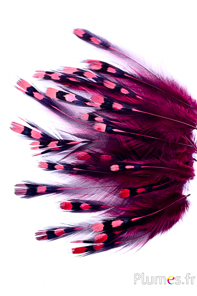 Jungle Hahn - 1-3 cm, Hals - bordeaux